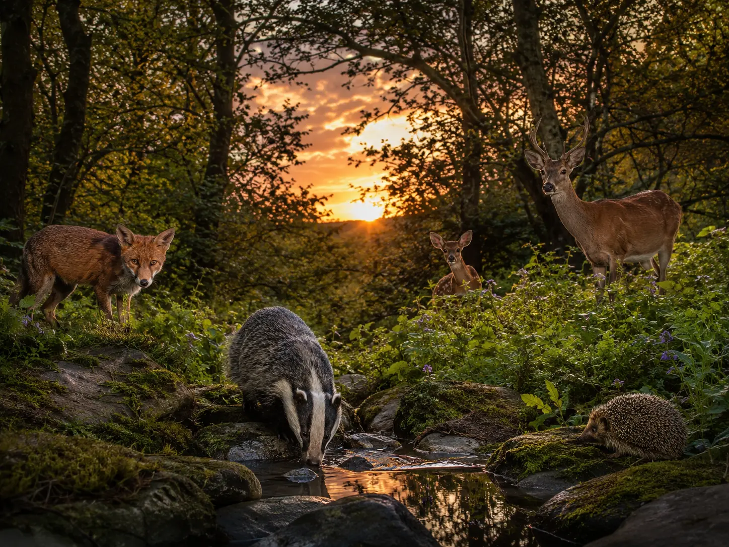 Wildlife scene captured by a trail camera with deer, fox, badger and hedgehog