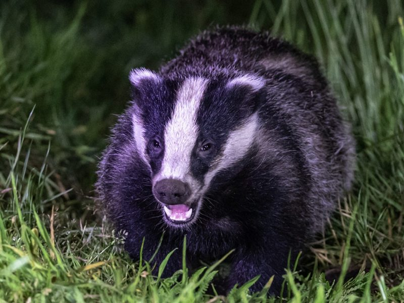 Badger foraging in autumn woodland at night