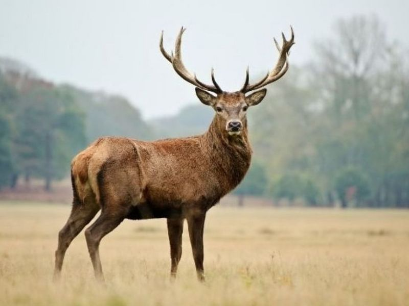 Deer standing in autumn woodland during rutting season