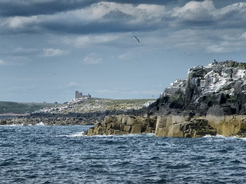 Coastal wildlife scene with seabirds near the Farne Islands