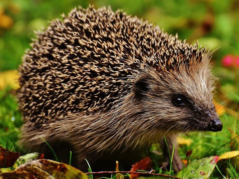 Hedgehog moving through autumn leaves in a garden at night
