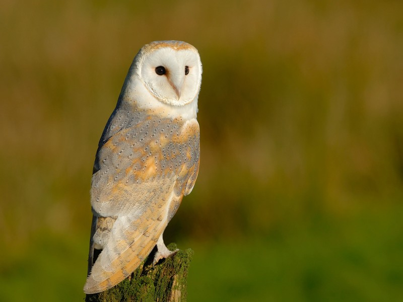 Owl active at dusk in a woodland setting