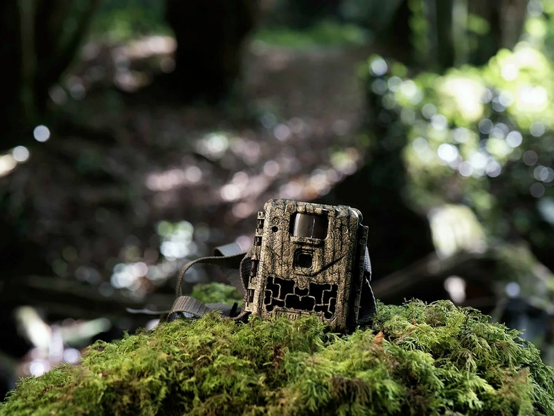 Autumn woodland wildlife scene captured by a trail camera
