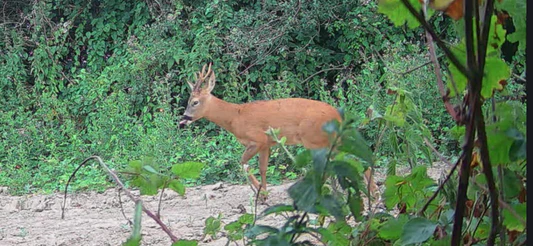 Deer in greenery for autumn wildlife watch list article