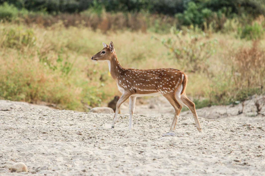 Wildlife photography ethics article with nature scene