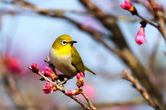 Birdwatching scene for beginner tips article